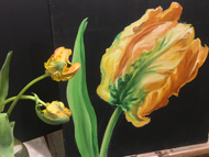 Botanische tulp - Anita Gaasbeek