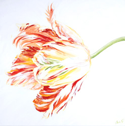 tulp